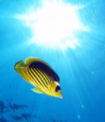 Striped butterfly fish and sunburst taken at Sharksbay wi... by Nikki Van Veelen 